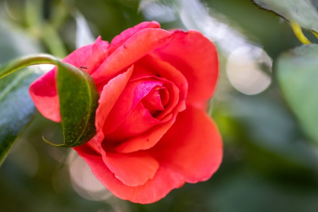 a little ant on a green leave stops to smell a large rose